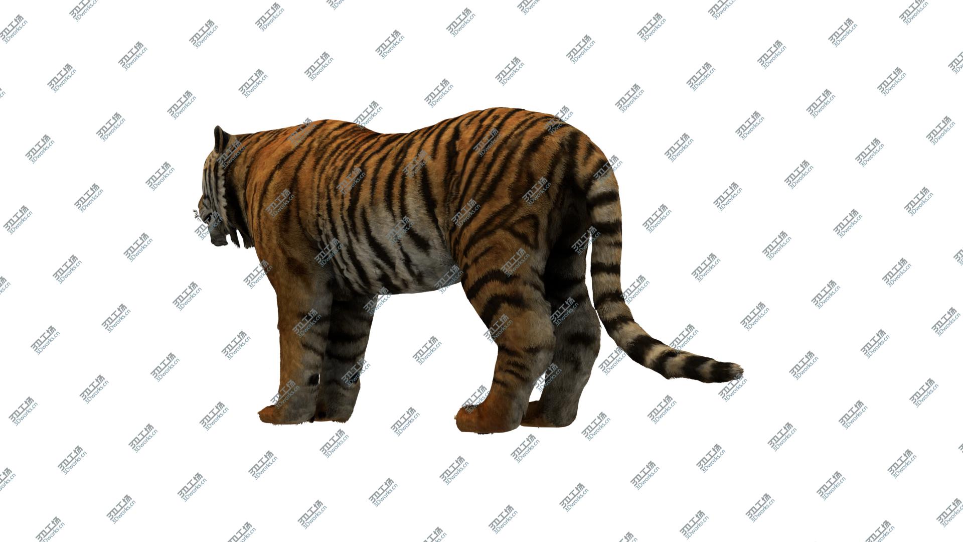 images/goods_img/202104093/3D Tiger model/5.jpg